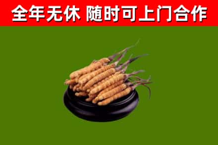独山县回收散虫草